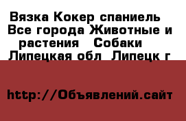 Вязка Кокер спаниель - Все города Животные и растения » Собаки   . Липецкая обл.,Липецк г.